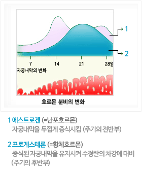호르몬 분비의 변화